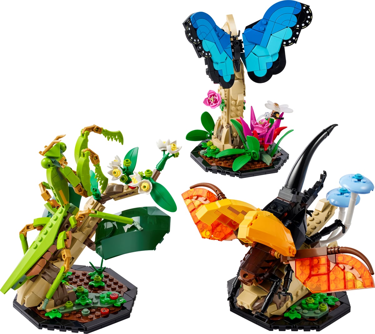 La collection d’insectes